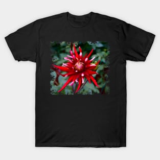 Spiky Red Dahlia T-Shirt